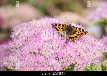 Un petit papillon Tortoiseshell Aglais urtica se nourrissant des fleurs d'une plante de Sedum. Banque D'Images