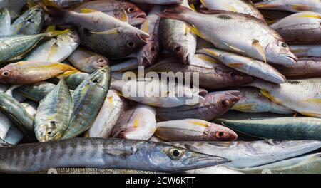 différents types de poissons de mer sur le marché Banque D'Images