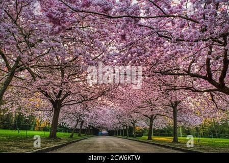 Le boulevard des cerisiers avec des fleurs de sakura fleuries avec texture de fleurs roses abrite une allée vide au lever du soleil transmettant des sentiments doux, doux et aimable Banque D'Images