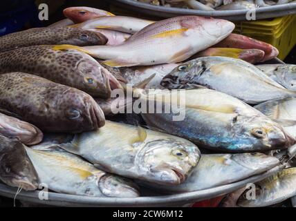 divers types de poissons de mer sur le marché, les espèces de pêche, le maquereau, le poisson-chat Banque D'Images
