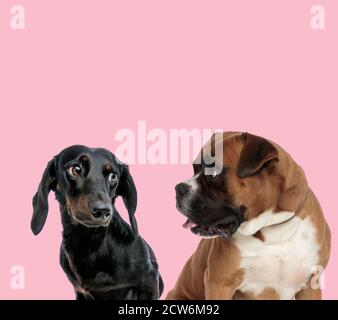 équipe de teckel dachshund et boxer se regardant l'un l'autre sur fond rose Banque D'Images