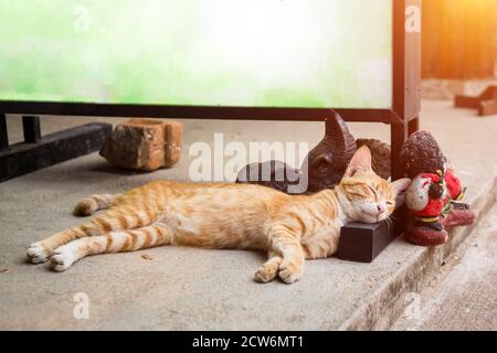 Chat orange à rayures rouges dort au soleil. Il a posé la tête sur un support en bois pour un panneau d'affichage vide. Banque D'Images