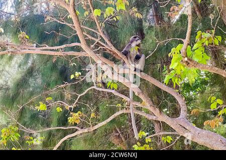 Singe spectaculaire assis sur un arbre et déchirant des feuilles Banque D'Images