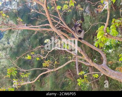 Singe spectaculaire assis sur un arbre et déchirant des feuilles Banque D'Images