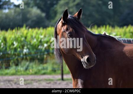 Un portrait d'un cheval regardant en arrière, aginst un fond d'un champ de maïs et d'arbres Banque D'Images