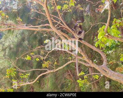 Singe spectaculaire assis sur un arbre et déchirant des feuilles Banque D'Images