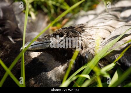 un corbeau mort se trouve dans l'herbe de près Banque D'Images