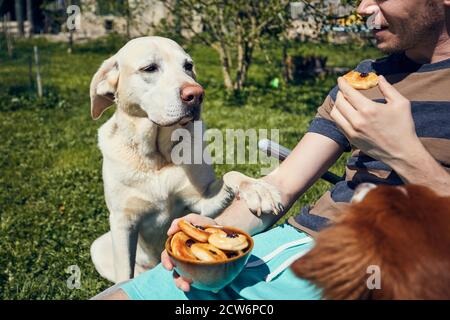 Chien mendiant à manger. Labrador retriever regardant son propriétaire d'animal de compagnie pendant manger dans le jardin. Banque D'Images