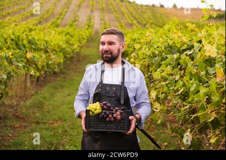 Un homme tient une boîte de raisins dans ses mains. Persona récolte sur une ferme dans les collines de l'italie pour la production de vin. Copier l'espace Banque D'Images