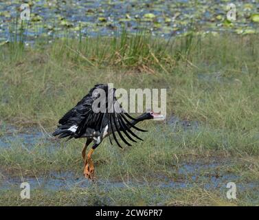 Décollage de l'OIE de Magpie (Anseranas semipalmata), terres humides de Mamukala, parc national de Kakadu, territoire du Nord, territoire du Nord, Australie Banque D'Images