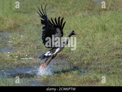 Décollage de l'OIE de Magpie (Anseranas semipalmata), terres humides de Mamukala, parc national de Kakadu, territoire du Nord, territoire du Nord, Australie Banque D'Images