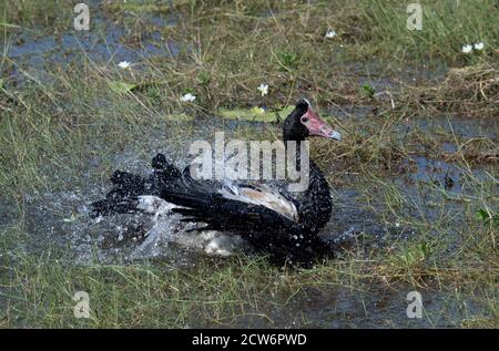 La Bernache de Magpie (Anseranas semipalmata) ayant un bain et des éclaboussures, les terres humides de Mamukala, le parc national de Kakadu, territoire du Nord, territoire du Nord, Australie Banque D'Images