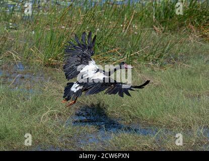 Magpie Goose (Anseranas semipalmata) en vol, Mamukala Wetlands, Kakadu National Park, territoire du Nord, territoire du Nord, Australie Banque D'Images