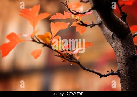 Branche de Hawthorn avec des feuilles jaunlées et des baies rouges mûres arrière-plan flou Banque D'Images