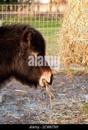 Un poney mangeant à partir d'un filet de foin Banque D'Images