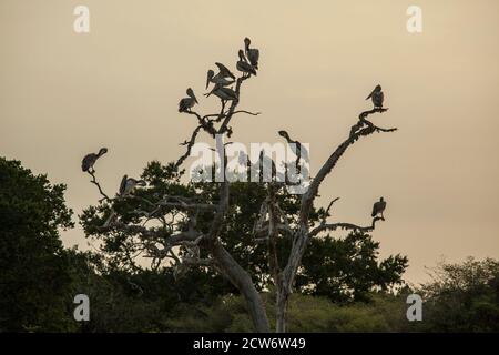 Un groupe de pélicans dans un arbre mort au coucher du soleil. Banque D'Images