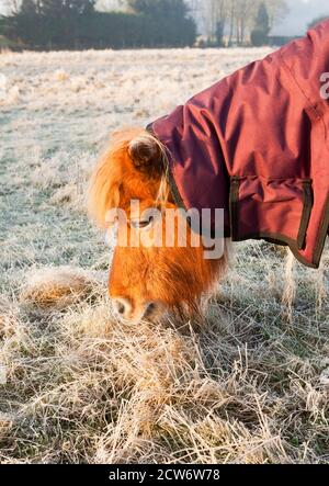 Un poney de châtaignier portant un tapis mangeant de l'herbe givrée Banque D'Images