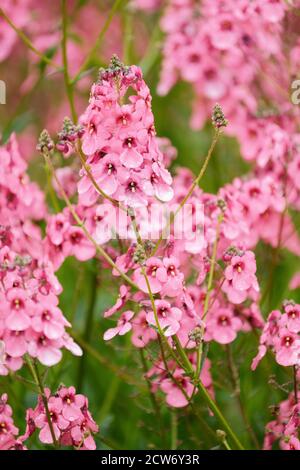 Fleurs roses en forme de cloche de Diascia 'Hopleys'. « Hopleys » Twinspur. Diascia personata 'Hopleys' Banque D'Images