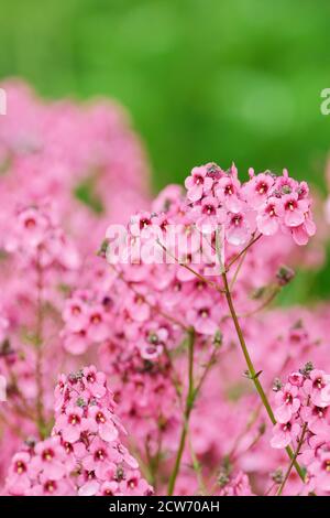 Fleurs roses en forme de cloche de Diascia 'Hopleys'. « Hopleys » Twinspur. Diascia personata 'Hopleys' Banque D'Images