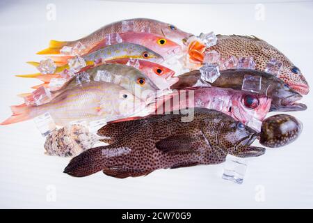 poisson-frais-caraïbes-fruits-de-mer-isolés-sur-fond-blanc Banque D'Images