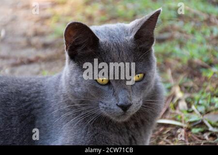 Chat très détendu sur l'herbe - Portrait Banque D'Images