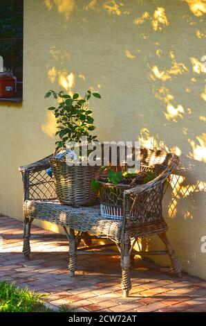 Encore la vie. Jeu de lumière et d'ombre. Vieux banc en rotin avec les mêmes pots de fleurs en rotin avec des plantes vertes sur un fond de mur jaune. Jardin. Banque D'Images