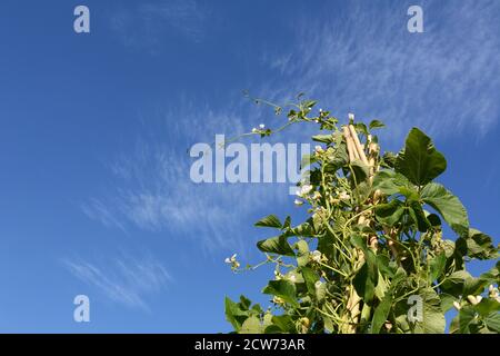 Grand wigwam de Wey chemin de vignes de haricots avec des fleurs blanches. Long tendril se retouchant le ciel bleu d'été. Banque D'Images