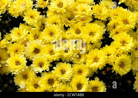 Aster bushy (Aster dumosus 'Rosenwichtel') fleurs jaunes avec un centre jaune poussant à l'extérieur sur un patio dans un jardin anglais automne 2020 Banque D'Images