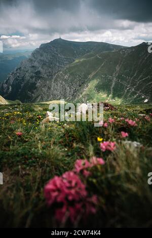 La vue panoramique sur la pelouse est couverte de fleurs de rhododendron rose, de ciel nuageux et de haute montagne en été. Emplacement Carpathian,Bucegi,Roumanie. Banque D'Images