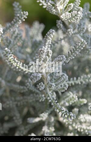 Santolina Chamaecyparissus feuillage gris argenté en gros plan montrant la structure Banque D'Images