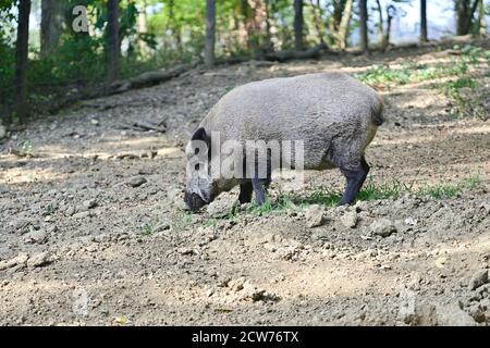 Ernstbrunn, Basse-Autriche, Autriche. Sangliers (sus scrofa) dans l'enceinte Banque D'Images