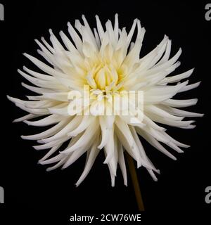 Un demi-cactus blanc Dahlia Banque D'Images