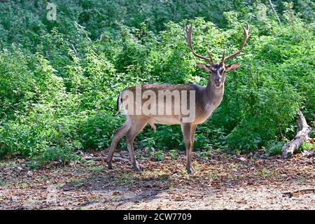 Ernstbrunn, Basse-Autriche, Autriche. Cerf de Sika (Cervus nippon) dans le parc animalier Banque D'Images