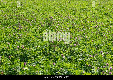Red Clover Trifolium pratense Field, Angleterre, Royaume-Uni Banque D'Images