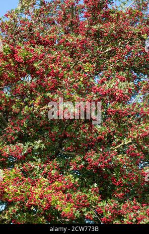 Hawthorn Tree - Crataegus monogyna - baies en automne - Angleterre, Royaume-Uni Banque D'Images