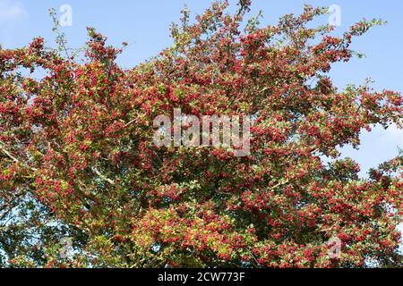 Hawthorn Tree - Crataegus monogyna - baies en automne - Angleterre, Royaume-Uni Banque D'Images