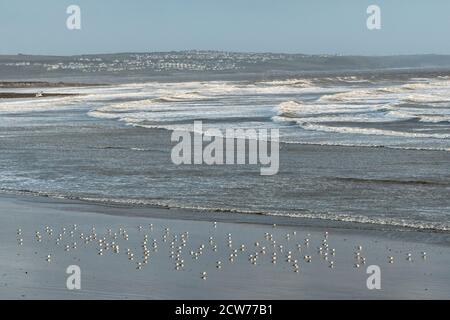 Un troupeau de goélands argentés (Larus argentatus) se reflète dans le sable humide sur la plage de Sandy Bay, Porthcawl, au sud du pays de Galles, au Royaume-Uni Banque D'Images