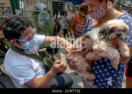 Manille. 28 septembre 2020. Un chien de compagnie reçoit gratuitement un vaccin contre la rage à Manille, aux Philippines, le 28 septembre 2020. La Journée mondiale de la rage est célébrée le 28 septembre afin de sensibiliser les animaux de compagnie à la prévention de la rage. Crédit: Rouelle Umali/Xinhua/Alamy Live News Banque D'Images