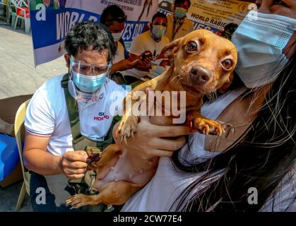Manille. 28 septembre 2020. Un chien de compagnie reçoit gratuitement un vaccin contre la rage à Manille, aux Philippines, le 28 septembre 2020. La Journée mondiale de la rage est célébrée le 28 septembre afin de sensibiliser les animaux de compagnie à la prévention de la rage. Crédit: Rouelle Umali/Xinhua/Alamy Live News Banque D'Images