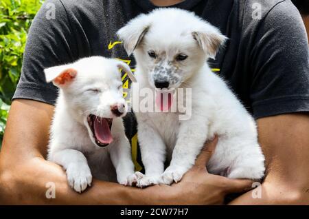 Manille. 28 septembre 2020. Le 28 septembre 2020, un homme porte ses chiens d'animal de compagnie en attendant la vaccination gratuite contre la rage à Manille, aux Philippines. La Journée mondiale de la rage est célébrée le 28 septembre afin de sensibiliser les animaux de compagnie à la prévention de la rage. Crédit: Rouelle Umali/Xinhua/Alamy Live News Banque D'Images