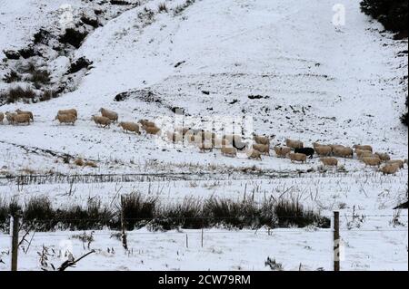 Mouflons de colline dans la neige d'hiver Banque D'Images