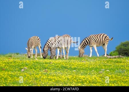 Le troupeau de zèbre de Burchell, Equus quagga burchellii, broutage dans un champ de fleurs jaunes. Paysages africains colorés dans le parc national d'Etosha, Namibie, Afrique. Banque D'Images