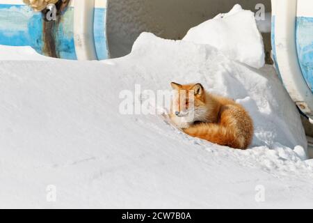 Renard rouge Ezo, Vulpes vulpes schrencki, niché confortable dans une colline de neige en face d'un bateau à la plage de Hokkaido, Japon. Banque D'Images