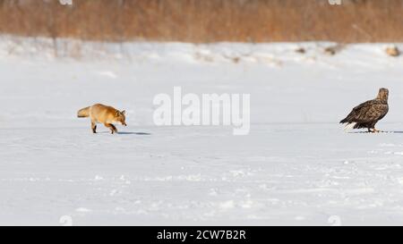 Le renard roux d'Ezo, Vulpes vulpes schrencki, est à la traque de la gauche à l'aigle à queue blanche sur le sol de la neige à Hokkaido, au Japon. Banque D'Images