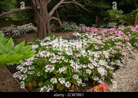 Hydrangea Teller White pousse dans un jardin boisé ombragé sous un arbre de Monterey Chypre à Devon. Banque D'Images