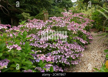 Hydrangea Bluebird, teinté de rose en raison du sol alcalin, croissant dans un jardin boisé ombragé à Devon. Banque D'Images