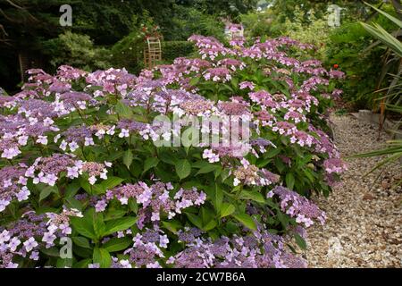 Hydrangea Bluebird, teinté de rose en raison du sol alcalin, croissant dans un jardin boisé ombragé à Devon. Banque D'Images