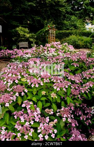 Hydrangea Bluebird, teinté de rose en raison du sol alcalin, croissant dans un jardin boisé ombragé à Devon. Banque D'Images