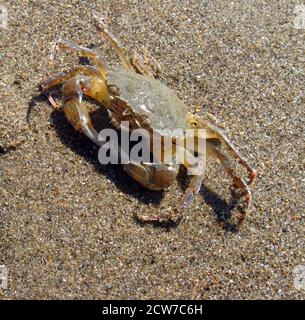 Crabe méditerranéen, Carcinus aestuarii Banque D'Images