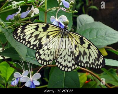 Papillon jezebel peint (Delias hyparete metarete) Banque D'Images